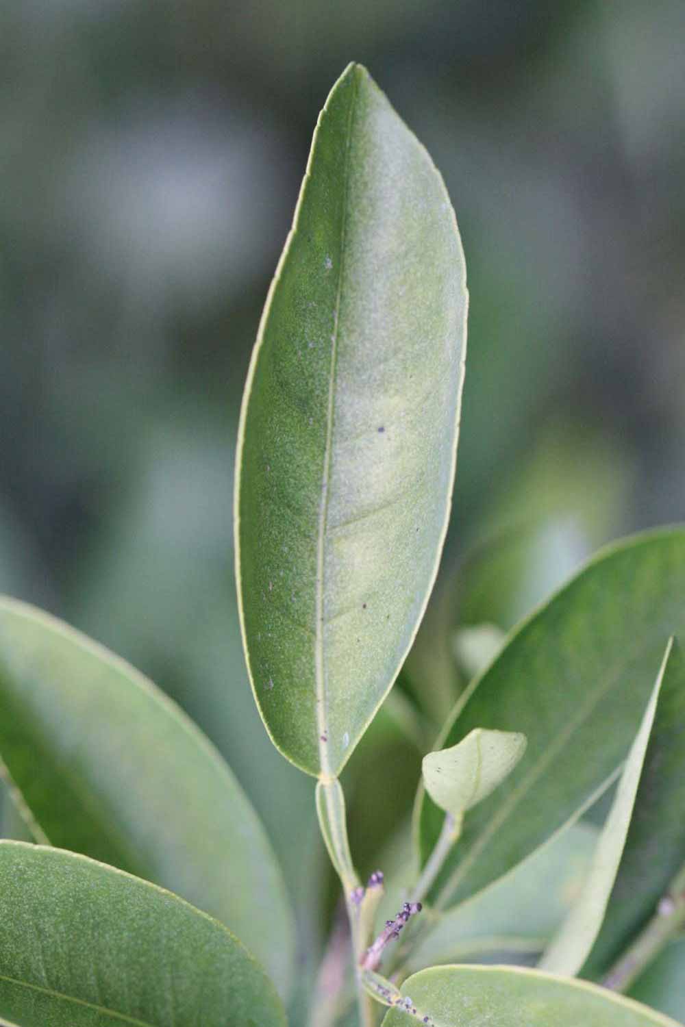              Unifoliolate leaf (Goutoucheng, Riverside, CA)       